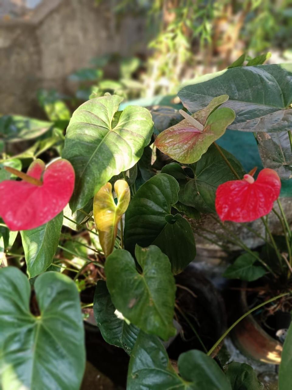 Chaithritha Ladies Homestay Thiruvananthapuram Dış mekan fotoğraf